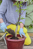 Woman planting a young peach tree in a pot on a terrace step by step. Filling the pot with substrate.