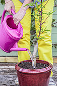 Woman planting a young peach tree in a pot on a terrace in step-by-step. Watering the young tree in its new pot.
