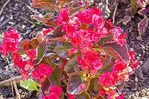 Begonia semperflorens 'Senator Red', flowers