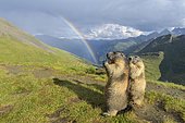 Alpine Marmot (Marmota marmota), two standing animals with rainbow, Hohe Tauern National park, Austria, Europe