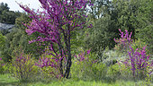 Judas tree (Cercis siliquastrum) in bloom, Mont Ventoux, Provence, France