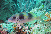 Threebarred goatfish (Parupeneus trifasciatus), Temple dive site, Menjangan Island, Bali, Indonesia.