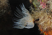 Smooth calcareous tube-worm (Protula tubularia), Lion de Mer dive site, Saint-Raphaël, Var, France