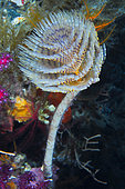 Wreathy-tuft tube worm (Spirographis spallanzanii), diving site of the Cap Roux reserve, Var, France