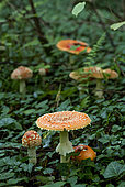 Fly agarics (Amanita muscaria) undergrowth, Forêt de la Reine, Lorraine, France