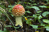 Fly agaric (Amanita muscaria) undergrowth, Forêt de la Reine, Lorraine, France