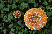 Fly agarics (Amanita muscaria) undergrowth, Forêt de la Reine, Lorraine, France