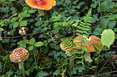 Fly agarics (Amanita muscaria) undergrowth, Forêt de la Reine, Lorraine, France