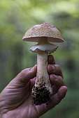 Blusher (Amanita rubescens) handheld, Forêt de la Reine, Lorraine, France