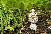 Panther mushroom (Amanita pantherina), Lorraine,France