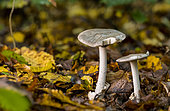 Amanita (Amanitopsis) on dead leaves, Atton, Lorraine, France