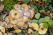Mycophagous fungus on Honey mushroom (Armillaria mellea), Forêt de la Reine, Lorraine, France
