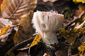 Mycophagous fungus, mushroom parasite on Russula (Russula sp) Atton, Lorraine, France
