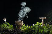 Spores emitted by a Pear-Shaped Puffball (Lycoperdon pyriforme), Bouxières aux Dames, Lorraine, France