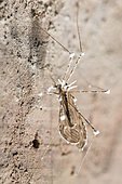 Parasitic fungus on a crane fly, Mont Saint-Quentin fort, Plappeville, Lorraine, France