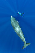 Freediver photographer swimming with sperm whale, Physeter macrocephalus, Vulnerable (IUCN), Dominica, Caribbean Sea, Atlantic Ocean. Photo taken under permit.