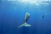 Free diver try to approach a Sperm whale, (Physeter macrocephalus). Vulnerable (IUCN). The sperm whale is the largest of the toothed whales. Sperm whales are known to dive as deep as 1,000 meters in search of squid to eat. Image has been shot in Dominica, Caribbean Sea, Atlantic Ocean. Photo taken under permit