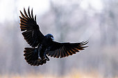 Raven (Corvus corax) in flight. Slovénie