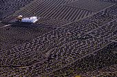 The vineyard of La Geria, on the island of Lanzarote, Canary Islands. La Geria is the wine region of Lanzarote where thousands of small semi-circular walls (called zocos) are spread over the volcanic soil (basalt slag), each one sheltering a single vine stock from the constant wind and collecting the condensation of the night fog. This creates a very original and characteristic landscape of this arid island.