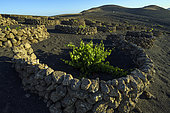 The vineyard of La Geria, on the island of Lanzarote, Canary Islands. La Geria is the wine region of Lanzarote where thousands of small semi-circular walls (called zocos) are spread over the volcanic soil (basalt slag), each one sheltering a single vine stock from the constant wind and collecting the condensation of the night fog. This creates a very original and characteristic landscape of this arid island.