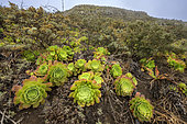 Aeonium canariensis in the mountains of the Anaga peninsula, on the island of Tenerife in the Canary Islands. Aeonium canariense is a species of flowering plant in the Crassulaceae family. It is endemic to the island of Tenerife in the Canary Islands, where it grows on dry slopes and cliffs in the north of the island from sea level to about 1300m. It forms large rosettes of leaves close to the ground but the spikes of yellow flowers can reach 70cm high. - Parque Rural de Anaga, Biosphere Reserve - Tenerife - Canary Islands