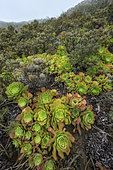 Aeonium canariensis in the mountains of the Anaga peninsula, on the island of Tenerife in the Canary Islands. Aeonium canariense is a species of flowering plant in the Crassulaceae family. It is endemic to the island of Tenerife in the Canary Islands, where it grows on dry slopes and cliffs in the north of the island from sea level to about 1300m. It forms large rosettes of leaves close to the ground but the spikes of yellow flowers can reach 70cm high. - Parque Rural de Anaga, Biosphere Reserve - Tenerife - Canary Islands