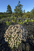 Aeonium urbicum in flower on the island of Tenerife in the Canary Islands. Aeonium urbicum is a succulent species of flowering plant in the Crassulaceae family. It is endemic to Tenerife, one of the Canary Islands, where it grows in the north of the island of Teno Point on the Anaga Peninsula - Canary Archipelago