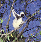 Decken's sifaka (Propithecus deckeni), National Park, West Madagascar