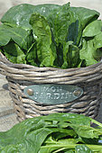 Organic spinach, Spinacia oleracea, in a vegetable garden basket, vegetable from my garden