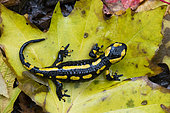 Barred Fire Salamander (Salamandra salamandra terrestris), on dead leaves, Vallon de bellefontaine, Champigneulles, Lorraine, France