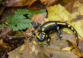 Barred Fire Salamander (Salamandra salamandra terrestris), on dead leaves, Vallon de bellefontaine, Champigneulles, Lorraine, France
