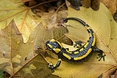 Barred Fire Salamander (Salamandra salamandra terrestris), on dead leaves, Vallon de bellefontaine, Champigneulles, Lorraine, France