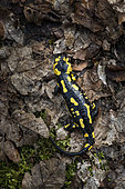 Barred Fire Salamander (Salamandra salamandra terrestris) in dead leaves, Forêt de la Reine, Lorraine, France