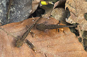 Barred Fire Salamander (Salamandra salamandra terrestris) larva in water with dead leaves, Forêt de la Reine, Lorraine, France