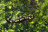 Barred Fire Salamander (Salamandra salamandra terrestris), swiming in water, Vallon de bellefontaine, Champigneulles, Lorraine, France