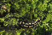 Barred Fire Salamander (Salamandra salamandra terrestris), swiming in water, Vallon de bellefontaine, Champigneulles, Lorraine, France