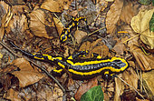 Barred Fire Salamander (Salamandra salamandra terrestris) adult and young in dead leaves, Lorraine, France