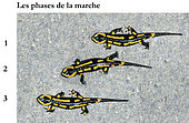 Barred Fire Salamander (Salamandra salamandra terrestris) stages of the walk