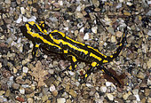 Barred Fire Salamander (Salamandra salamandra terrestris) mating, Lorraine, France