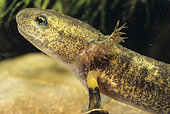 Barred Fire Salamander (Salamandra salamandra terrestris) larva in water, Lorraine, France