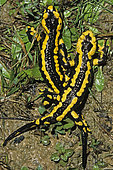 Barred Fire Salamander (Salamandra salamandra terrestris) mating, Lorraine, France