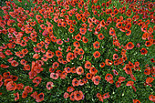 Poppies in flower on the island of El Herrio in the Canary Islands. Introduced species, localised in the agricultural areas of El Hierro