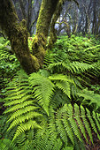 Lush undergrowth of endemic ferns (Dryopteris oligodenta), Laurisylve on the island of El Hierro, Canary Islands. This type of humid forest is found on very humid ridges subject to the trade winds, causing a "horizontal rain" of nearly 1500 mm/year and is dominated by lauraceae, ferns and mosses. Many of the species are endemic and the entire island of El Hierro is a UNESCO Biosphere Reserve.