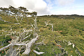 Mixed forest of Nothofagus including Lenga or Tierra del Fuego Beech (Nothofagus pumilio), Reserva Nacional Magallanes, Magallanes Region and Chilean Antarctica, Chile