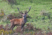 Red deer (Cervus elaphus) large male bellowing on the Breton moor, Finistère, Brittany, France