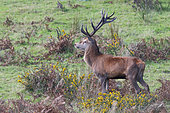 Red deer (Cervus elaphus) large male observing on the Breton moor, Finistère, Brittany, France