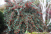 Milkflower cotoneaster (Cotoneaster lacteus)