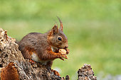 Red squirrel (Sciurus vulgaris) eating a nut on a stump, Finistère, Brittany, France