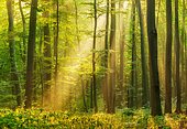 Natural beech forest, sun shining through morning mist, Hohe Schrecke mountain range, Thuringia, Germany, Europe