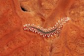 Bearded fireworm (Hermodice carunculata) on Encrusting orange sponge (Spirastrella cunctatrix), Corfu, Ionian Islands, Greece, Europe